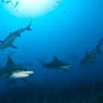 Bull sharks in Fiji
